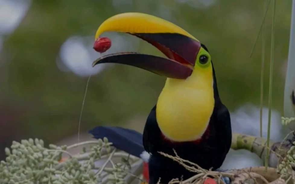 Ramphastos ambiguus: The Black-Billed Toucan of South American Rainforests