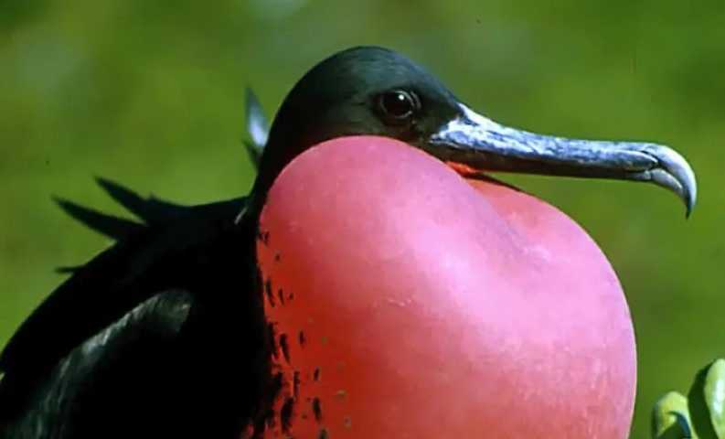 Fregata magnificens: The Regal Magnificent Frigatebird of Tropical Oceans
