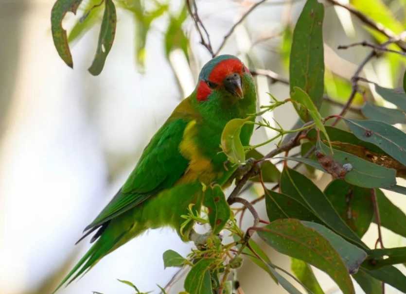 The Captivating Red-eared Green Parrot