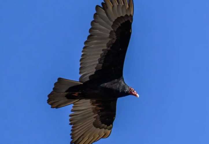 The Red - Headed Turkey Vulture: A Scavenging Sentinel of the Americas