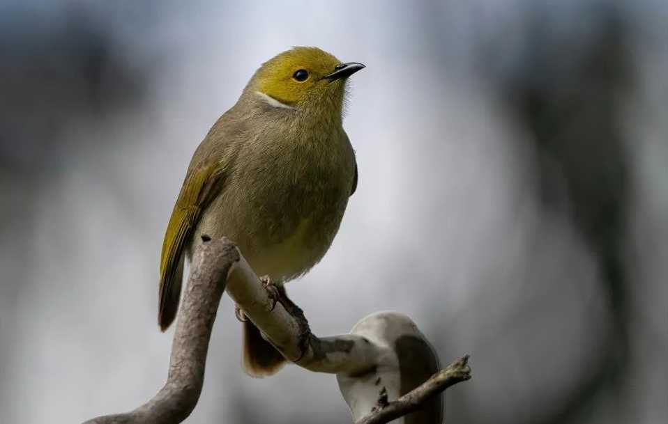 The Enchanting White-naped Honeyeater: A Jewel of Australasian Forests