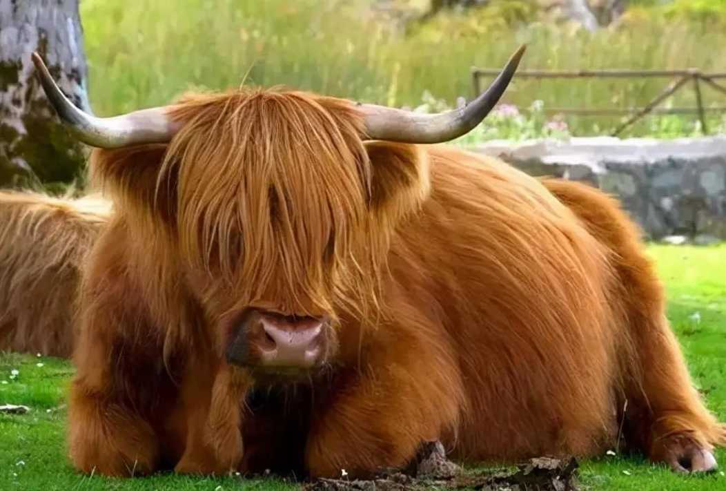 Miniature Highland Cattle: The Trendy Bovines with Eye - Grazing Bangs