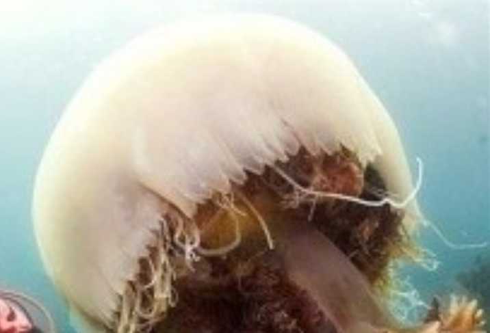 The Lion's Mane Jellyfish: The Ocean's Gigantic, Frilly Predator of the Cold Depths