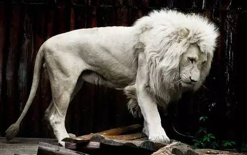 The Albino Lion: Rare Genetic Marvel and Cultural Icon of the Savanna