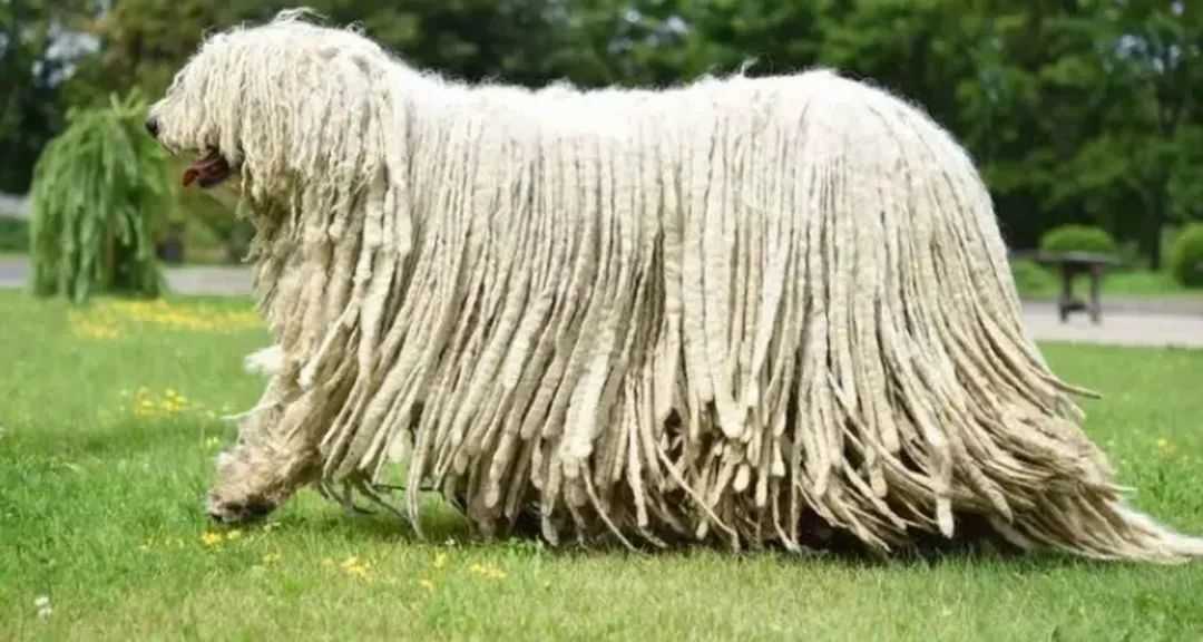 The Komondor: Hungary’s Majestic 'Mop Dog' with a Guarding Legacy
