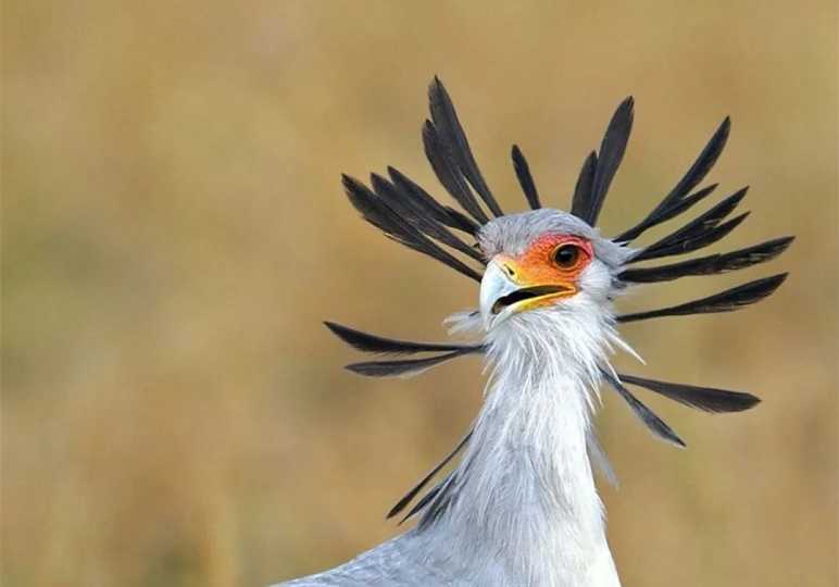 The Secretarybird: Africa’s Majestic Serpent-Hunter and Walking Raptor